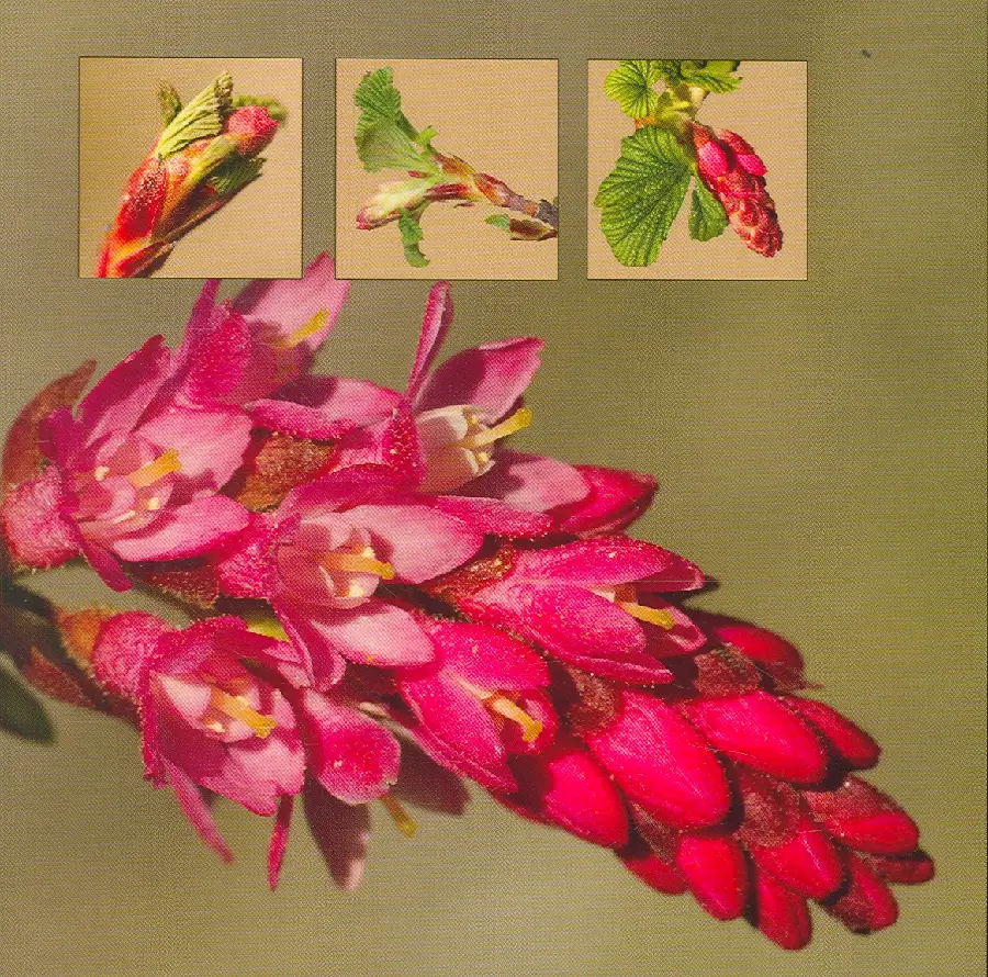 Wenskaart rode ribes