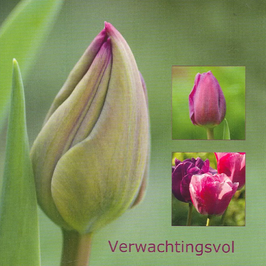 Wenskaart tulp