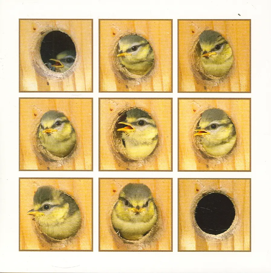 Wenskaart koolmeesjes