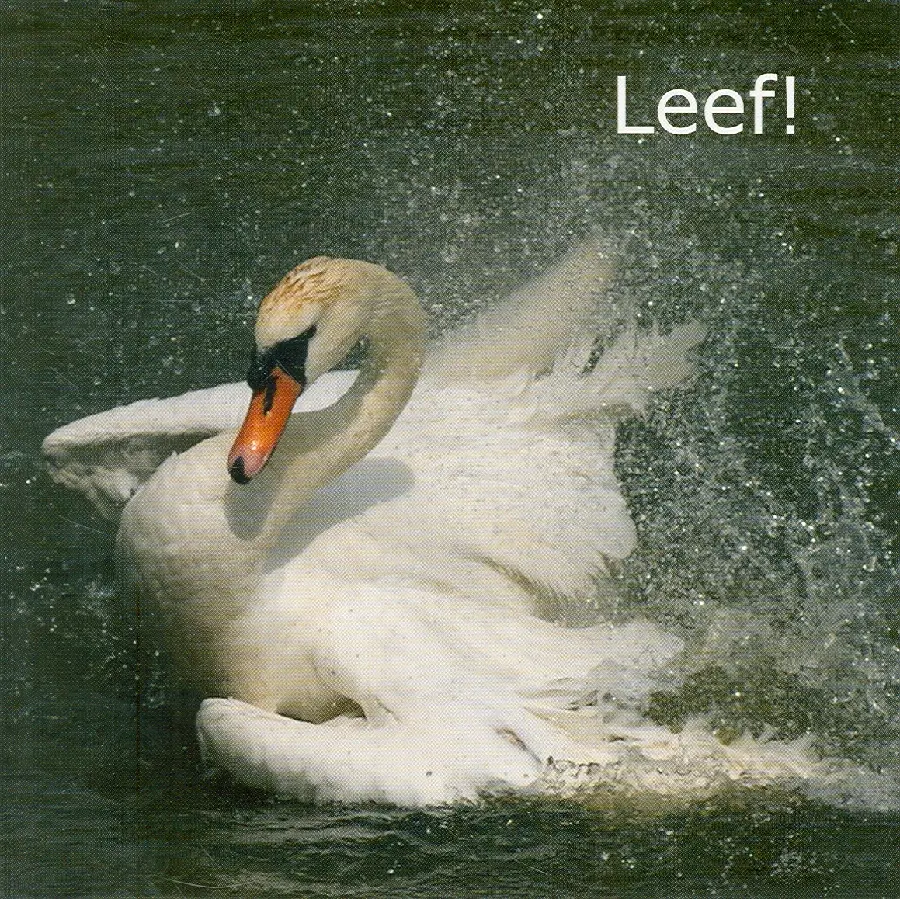 Wenskaart spetterende zwaan