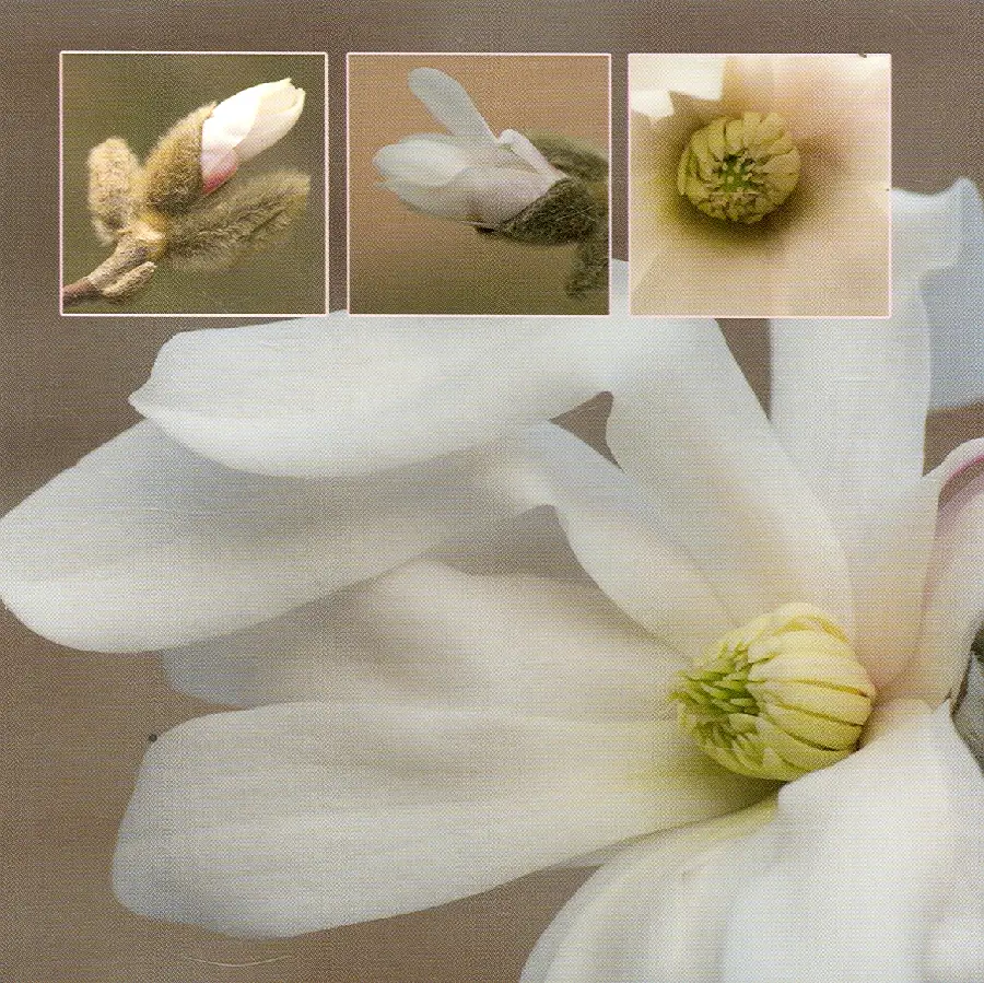 Wenskaart magnolia
