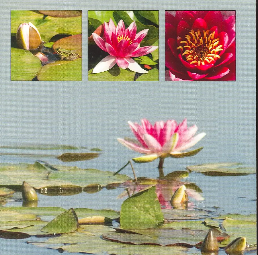 Wenskaart waterlelie roze