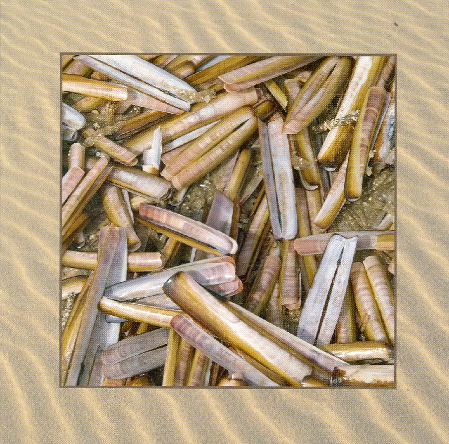 Wenskaart schelpen