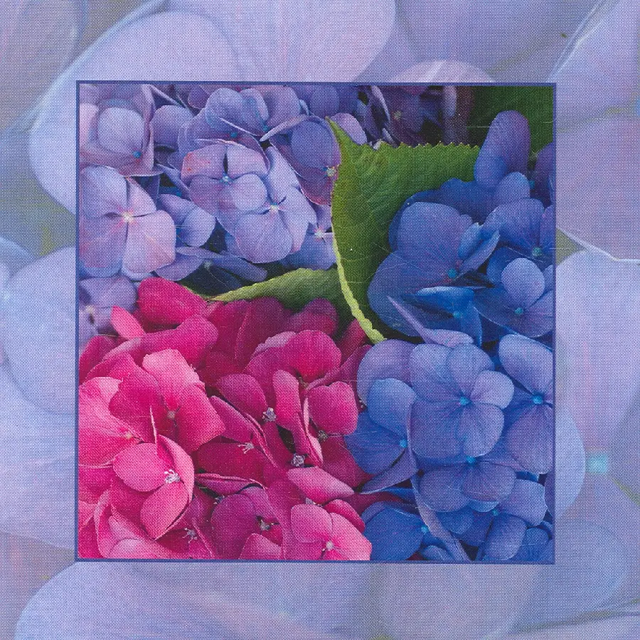 Wenskaart hortensia