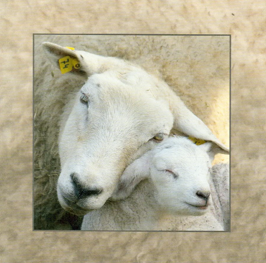 Wenskaart schapen