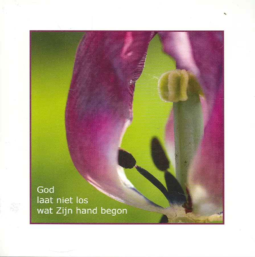 Wenskaart bloeiende tulp