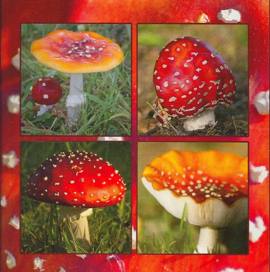Wenskaart paddestoelen