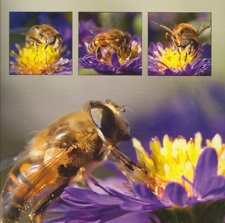 Wenskaart bloem met bij