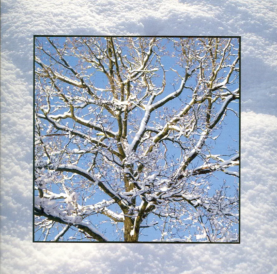 Wenskaart boom met sneeuw