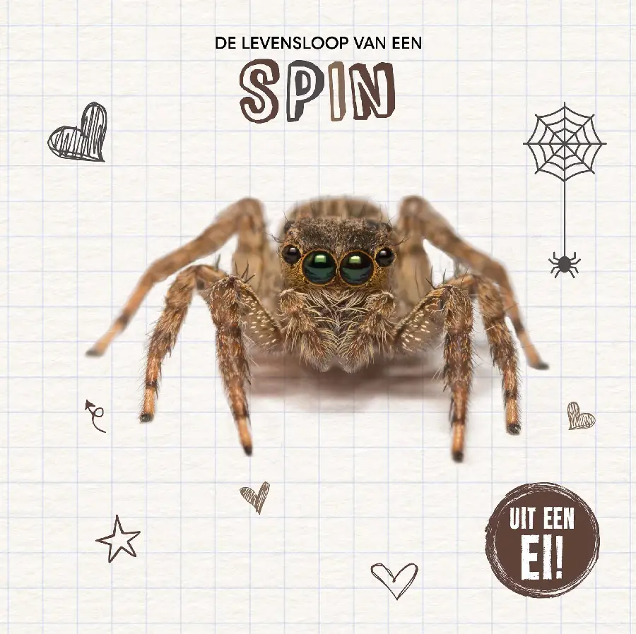 De levensloop van een spin