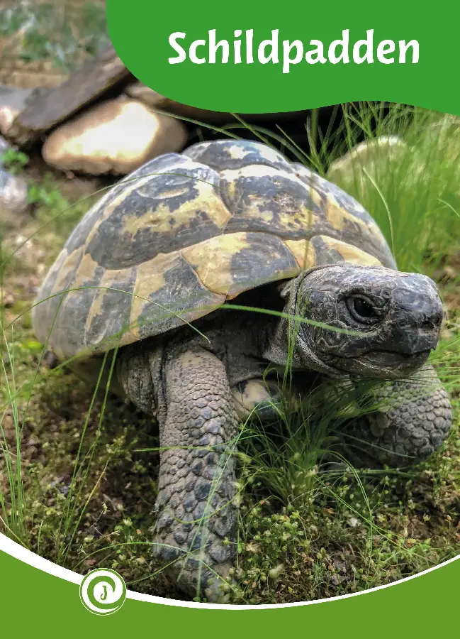 Schildpadden