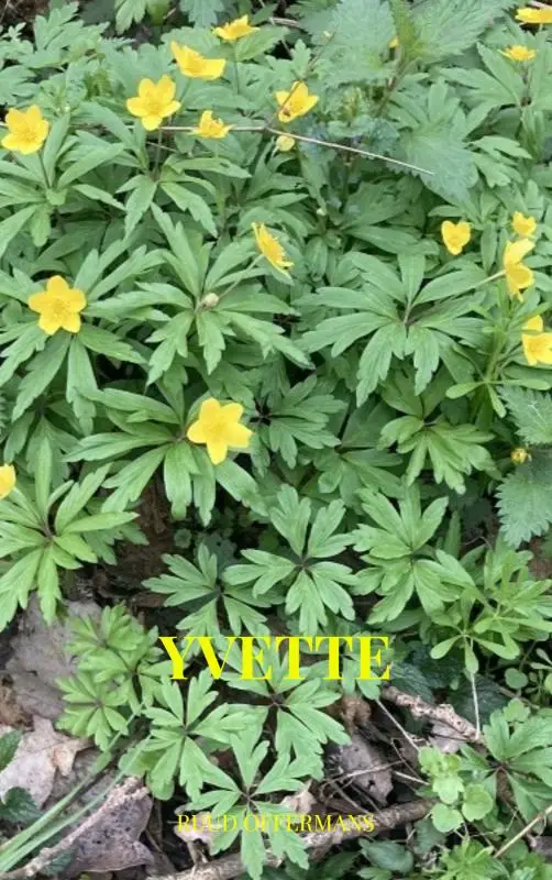 Yvette
