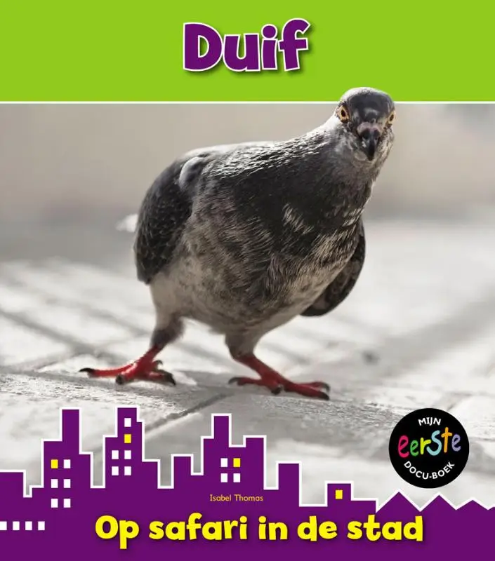 Duif